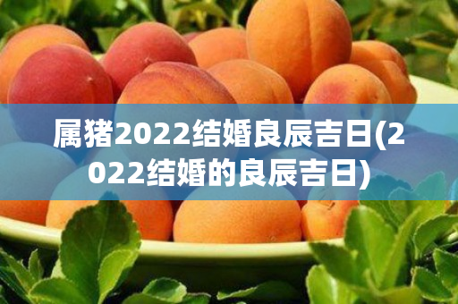 属猪2022结婚良辰吉日(2022结婚的良辰吉日)