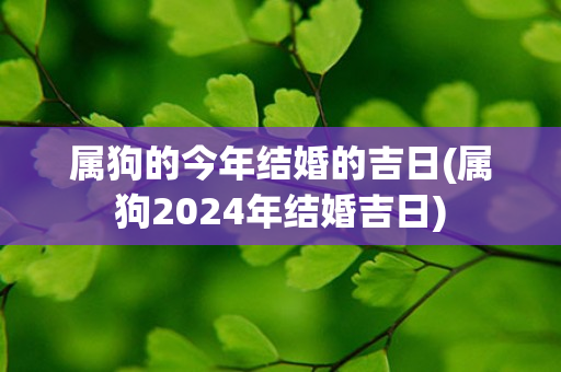 属狗的今年结婚的吉日(属狗2024年结婚吉日)