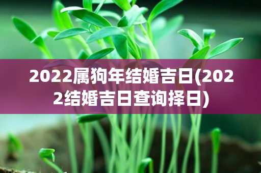 2022属狗年结婚吉日(2022结婚吉日查询择日)