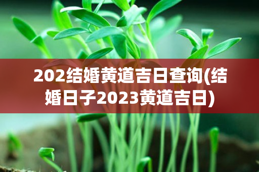 202结婚黄道吉日查询(结婚日子2023黄道吉日)