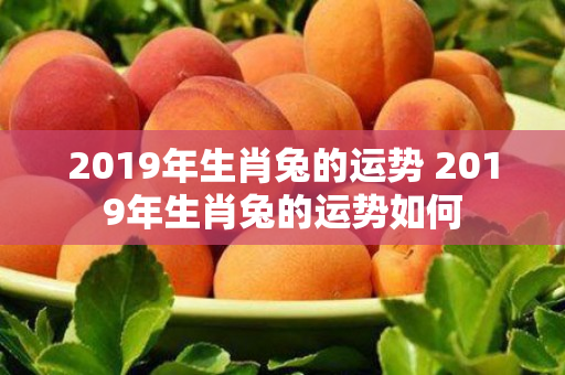 2019年生肖兔的运势 2019年生肖兔的运势如何