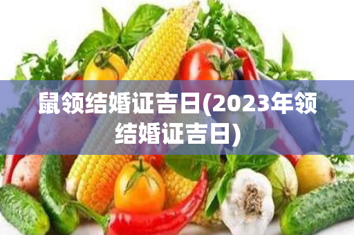 鼠领结婚证吉日(2023年领结婚证吉日)