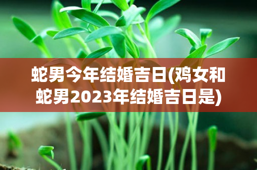 蛇男今年结婚吉日(鸡女和蛇男2023年结婚吉日是)