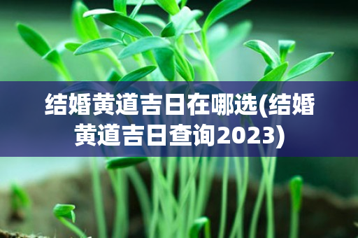 结婚黄道吉日在哪选(结婚黄道吉日查询2023)