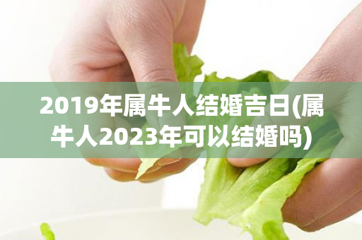 2019年属牛人结婚吉日(属牛人2023年可以结婚吗)