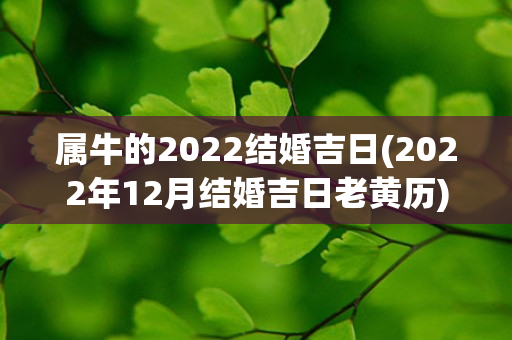 属牛的2022结婚吉日(2022年12月结婚吉日老黄历)