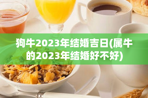 狗牛2023年结婚吉日(属牛的2023年结婚好不好)