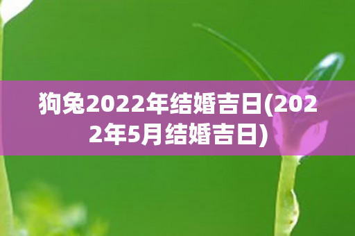 狗兔2022年结婚吉日(2022年5月结婚吉日)