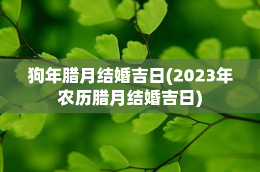 狗年腊月结婚吉日(2023年农历腊月结婚吉日)